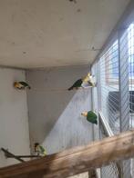 Roestkop caique kopel, Meerdere dieren, Papegaai