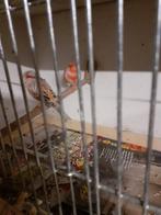 Kanarie mannen rood agaat mozaiek, Dieren en Toebehoren, Vogels | Kanaries, Mannelijk, Kleurkanarie