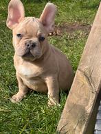 Franse Bulldog puppy, Dieren en Toebehoren, Particulier, Rabiës (hondsdolheid), 15 weken tot 1 jaar, Buitenland