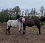 Leergierige en mensgerichte PRE ruin zoekt eigenaar, Dieren en Toebehoren, Pony's, E pony (1.48m - 1.57m), Ruin, Gechipt, 7 tot 10 jaar