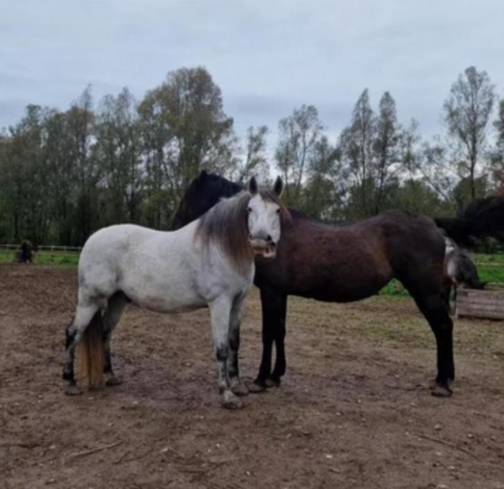 Leergierige en mensgerichte PRE ruin zoekt eigenaar, Dieren en Toebehoren, Pony's, Ruin, Onbeleerd, E pony (1.48m - 1.57m), 7 tot 10 jaar