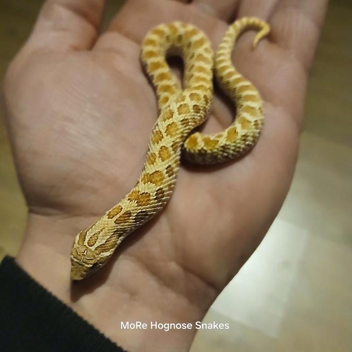 Verschillende heterodon nasicus (westelijke haakneusslang)