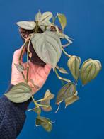 Philodendron Burle Marx Fantasy p12 (3), Ophalen of Verzenden, Halfschaduw, Minder dan 100 cm