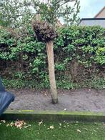 Gratis 3 bol Catalpa’s, Tuin en Terras, Planten | Bomen, Ophalen of Verzenden, 100 tot 250 cm, Zomer, Volle zon