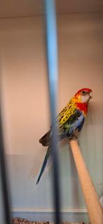 Grote Parkiet Rosella, Dieren en Toebehoren, Vogels | Parkieten en Papegaaien, Mannelijk, Parkiet