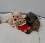 Lieve Boomer x Pekinees pups, Parvo, 8 tot 15 weken, Meerdere, Meerdere dieren