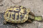 griekse landschildpadden, Schildpad, 3 tot 6 jaar