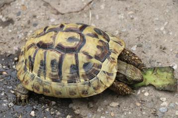 griekse landschildpadden beschikbaar voor biedingen