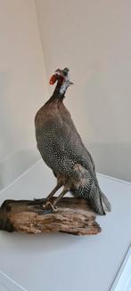 Opgezette helmparelhoen, Verzamelen, Ophalen, Vogel, Opgezet dier