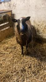 Zwart bles dekram, Dieren en Toebehoren, Schapen, Geiten en Varkens, Mannelijk, Schaap