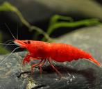 Neocaridina Bloody Mary, Kreeft, Krab of Garnaal
