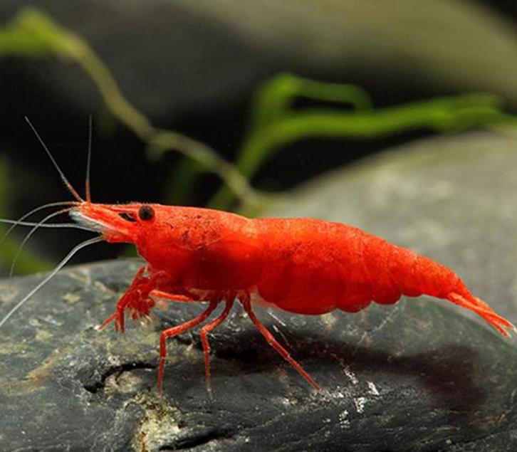 Neocaridina Bloody Mary, Dieren en Toebehoren, Vissen | Aquariumvissen, Kreeft, Krab of Garnaal