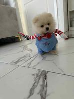 Wit mini pomerian, Dieren en Toebehoren, Kater, Langharig, 0 tot 2 jaar