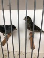 Te Koop : Koppel Zwart-Wit Zwart-Geel Geringd 2025, Dieren en Toebehoren, Vogels | Kanaries, Meerdere dieren, Kleurkanarie