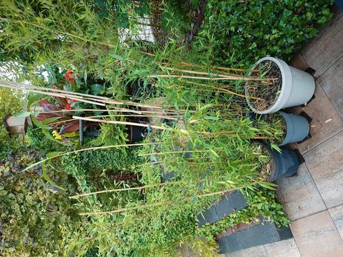 Bamboe., Tuin en Terras, Planten | Bomen, Overige soorten, Ophalen