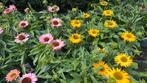 Echinacea, zonnehoed in 10 soorten in 17 cm pot, Ophalen, Voorjaar, Volle zon, Zaad