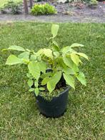 Walnoot boom, Ophalen, Minder dan 100 cm, Lente, Volle zon