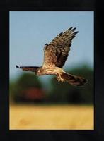 Nieuwolda Grauwe Kiekendief Roofvogel met Prooi., Ophalen of Verzenden, 1980 tot heden, Ongelopen, Vogel