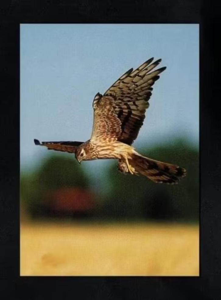 Nieuwolda Grauwe Kiekendief Roofvogel met Prooi., Verzamelen, Ansichtkaarten | Dieren, Ongelopen, 1980 tot heden, Vogel, Ophalen of Verzenden