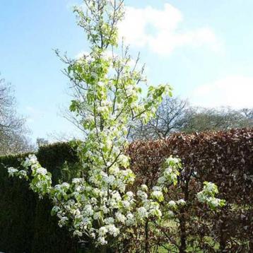 Pyrus calleryana Chanticleer' Sierpeer Prachtige herfstkleur beschikbaar voor biedingen