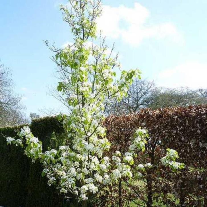 Pyrus calleryana Chanticleer' Sierpeer Prachtige herfstkleur, Tuin en Terras, Planten | Bomen, Overige soorten, Volle zon, Lente