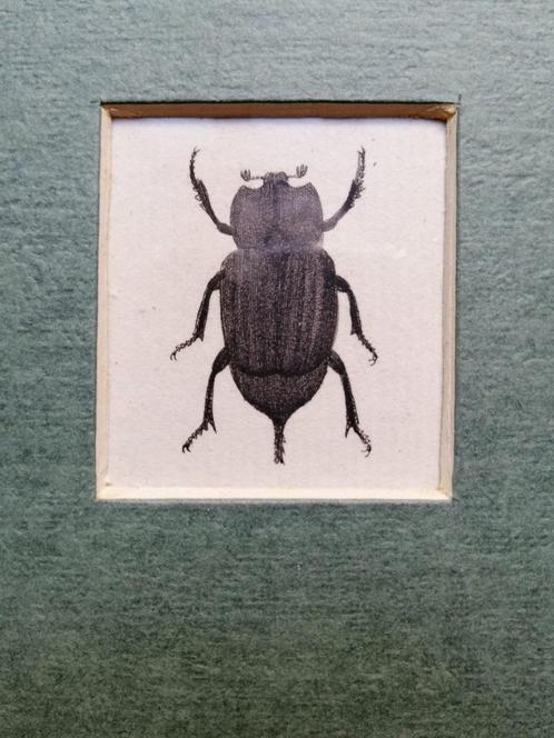 Engelse kopergravure insect -Entomologie prent - 1799, Antiek en Kunst, Kunst | Etsen en Gravures, Ophalen of Verzenden