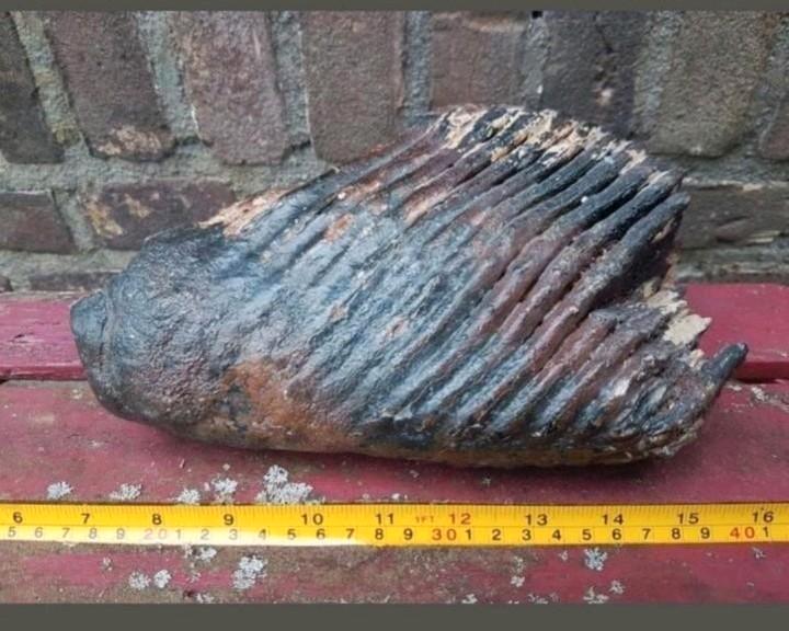 Mammoet kies mammuthus kies kaak Pleistoceen kiezen wolharig, Verzamelen, Mineralen en Fossielen, Fossiel, Ophalen of Verzenden