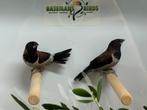 Molukse bronzeman - Lonchura molucca, Dieren en Toebehoren, Meerdere dieren, Tropenvogel, Geringd