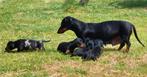 Mooie dwergteckel pups, puppy’s, CDV (hondenziekte), 8 tot 15 weken, Korthaar, Dwerg
