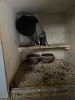 Mooien ganitanoo doffer, Dieren en Toebehoren, Vogels | Duiven, Mannelijk