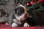 #Prachtige Old English Bulldog pups met stamboom#, Parvo, 8 tot 15 weken, Meerdere, Meerdere dieren