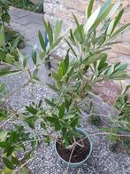 Olijf, Olijfboompje, Olea europaea, Ophalen, Minder dan 100 cm