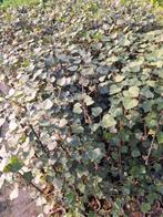hedera 80/100cm p11, Ophalen, Vaste plant, Bloeit niet, Halfschaduw