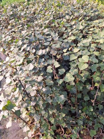 hedera 80/100cm p11 beschikbaar voor biedingen