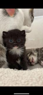 Kittens, Dieren en Toebehoren, Katten en Kittens | Raskatten | Korthaar, Poes