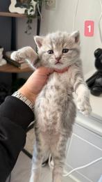 Britse korthaar kittens te koop 😻 nog een kitten beschikbar, Meerdere dieren, Ontwormd, 0 tot 2 jaar