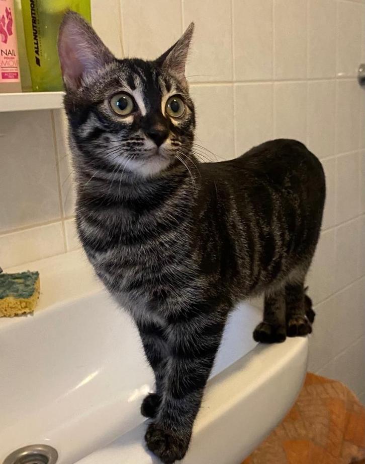 Bengaal kittens met stamboom, Dieren en Toebehoren, Katten en Kittens | Raskatten | Korthaar, Poes, 0 tot 2 jaar, Met stamboom