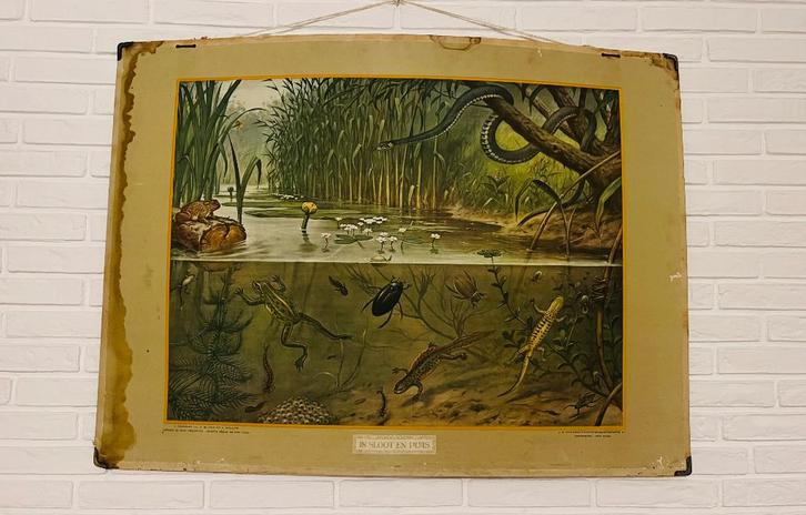 Originele Schoolplaat M.A. Koekkoek, Antiek en Kunst, Antiek | Schoolplaten, Natuur en Biologie, Ophalen of Verzenden