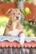 Medium kruising pup reutje 4 maanden. Rood ruwhaar, Particulier, Rabiës (hondsdolheid), 15 weken tot 1 jaar, Reu