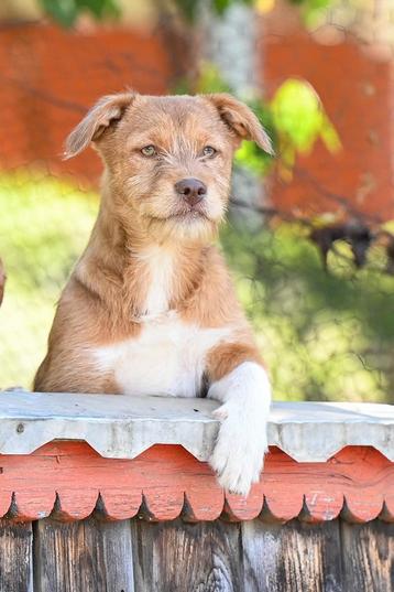 Medium kruising pup reutje 4 maanden. Rood ruwhaar beschikbaar voor biedingen