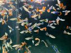 Guppies €0,40 (momenteel uitverkocht)