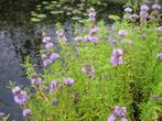 Zuurstofplanten / vijverplanten / Oeverplanten, Ophalen, Volle zon, Vaste plant, Zomer