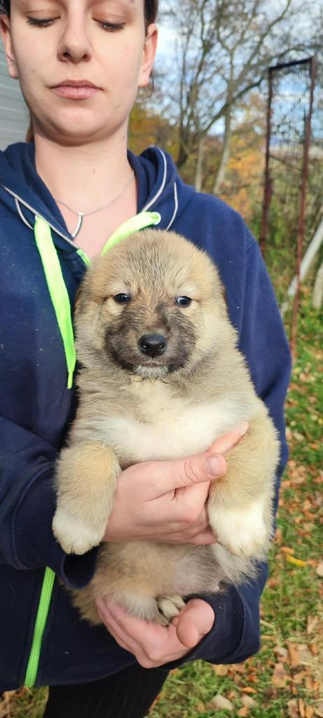 Lomo – Een zacht ventje dat verlangt naar een eigen thuis, Dieren en Toebehoren, Honden | Niet-rashonden, Klein, Reu, Particulier
