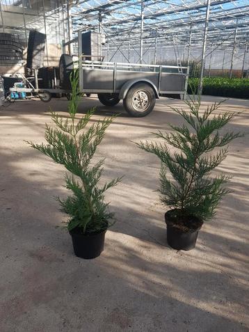Cupressocyparis leylandii 60 - 80 cm potgekweekt  beschikbaar voor biedingen
