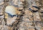 Cubaris sp 'White panda king', Overige soorten