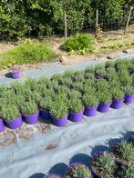 Lavendel hidcote winterhard paars in20cmpot €1 wit €2,50, Tuin en Terras, Planten | Struiken en Hagen, Ophalen, Vlinderstruik