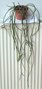 Rhipsalis Puniceodiscus, Maretakcactus,, Cactus, Minder dan 100 cm, Ophalen of Verzenden, Halfschaduw