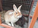 Twee jonge konijntjes met buiten en binnenhok, Dieren en Toebehoren, Meerdere dieren