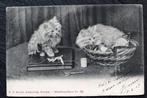 Handwerktips nodig? Vraag deze poezen maar... 1903, Verzenden, Voor 1920, Gelopen, Hond of Kat