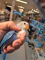 Jonge agapornissen Fischeries om tam te maken, Dieren en Toebehoren, Vogels | Parkieten en Papegaaien, Geslacht onbekend, Dwergpapegaai of Agapornis